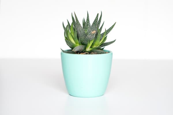 Planter and garden décor